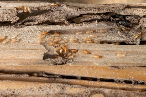 Pest Control Cost in West Chatham, MA
